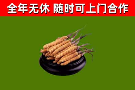 若羌烟酒回收冬虫夏草.jpg