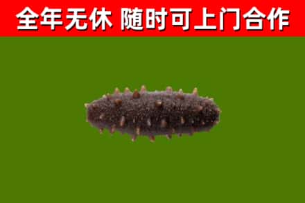若羌烟酒回收干海参.jpg